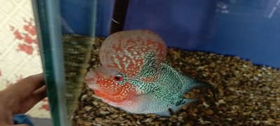 flowerhorn 0