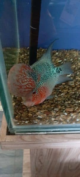 flowerhorn 1