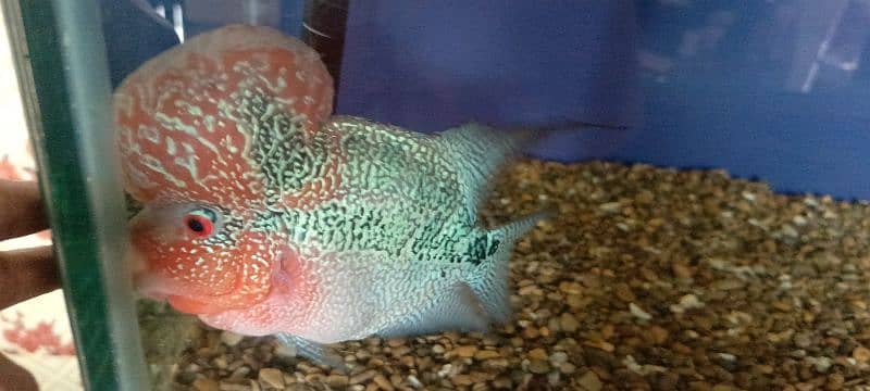 flowerhorn 2