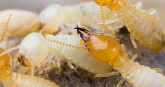 Top-Rated Pest Control in Lahore | Expert Solutions & Reliable Service 11