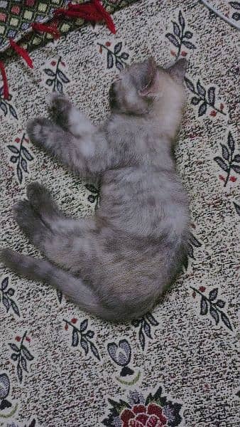 Cute Persian Kitten For Sale 9