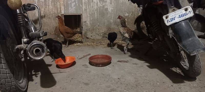 3 hens 1 cook 3