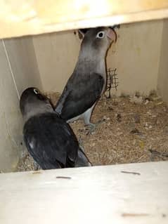 Black Masked lovebird pair