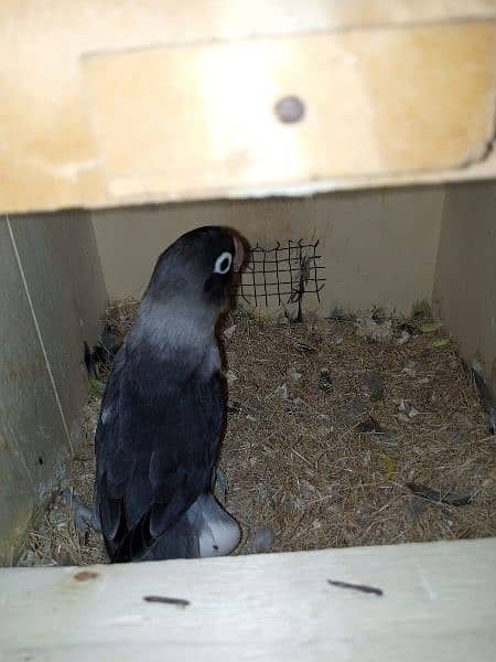 Black Masked lovebird pair 1