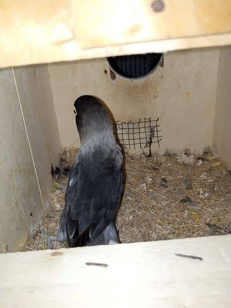 Black Masked lovebird pair 2