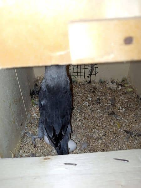 Black Masked lovebird pair 3