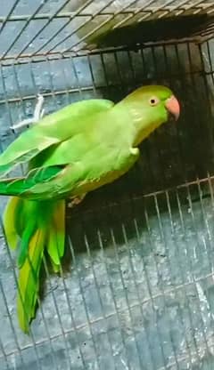 Female parrot for sale. . .