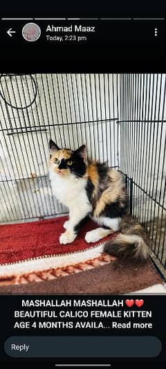 Beautiful CaLico Female Kitten