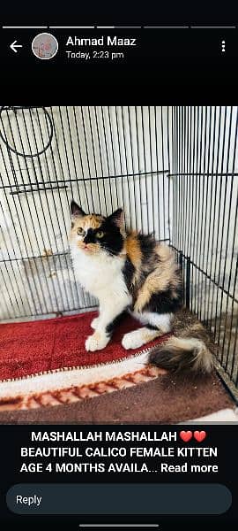 Beautiful CaLico Female Kitten 0