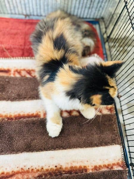 Beautiful CaLico Female Kitten 1