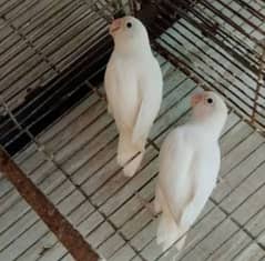 Albino black eyes pair