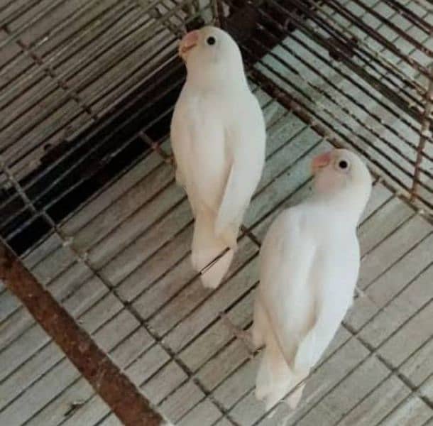 Albino black eyes pair 0