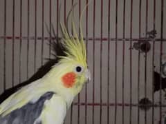 Cockatiel Pair White Female And Yellowish Male Breeder Pair .