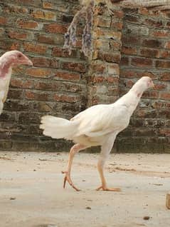 heera pair for sale. . paper white