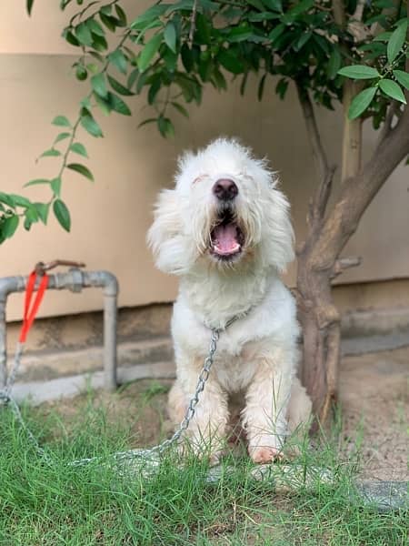 pure poodle Dog 2