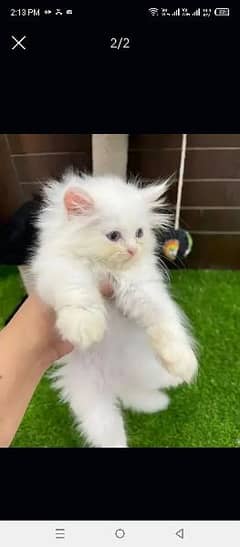 Persian cat