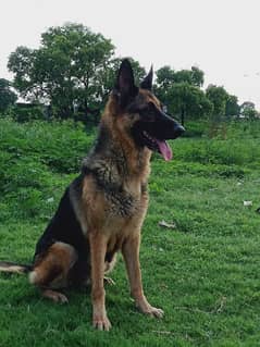 German Shepherd stock Cort breeder female