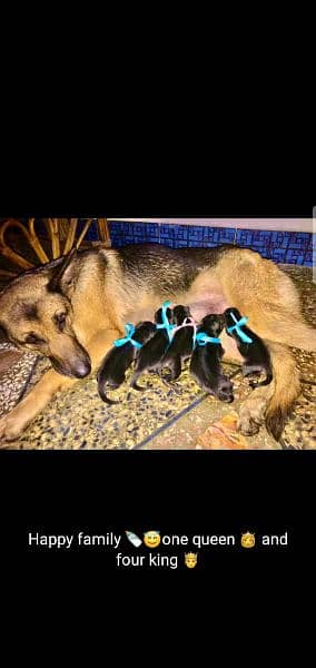 German Shepherd stock Cort breeder female 2