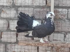 Breeder Lqka Kabootar, Lqka pigeon pairs. fancy pigeon (03445783416)