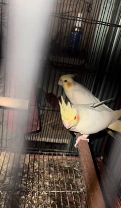 cocktail/ cockatiels breeder pair