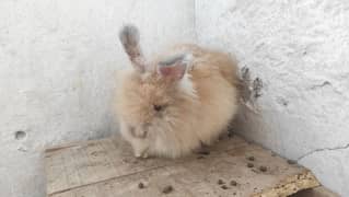 English Angora Rabbits Bunny