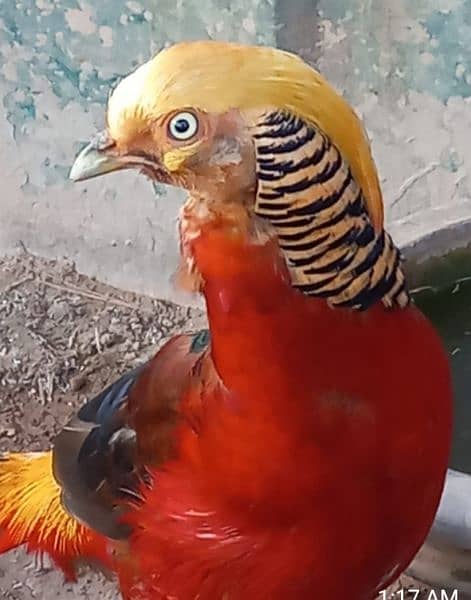 red golden. phasant for sale 0