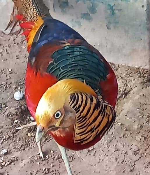 red golden. phasant for sale 2