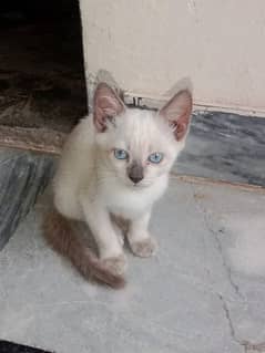 Siamese male kitten for sale