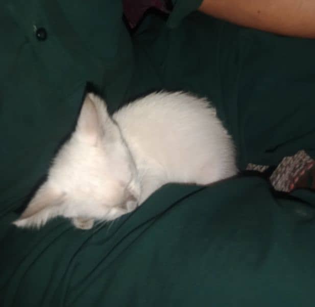 Siamese male kitten for sale 1