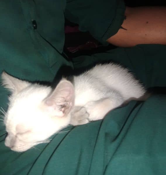 Siamese male kitten for sale 2