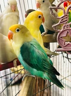 Albino red eye /albino split pair /parblue split ino /lovebirds 0