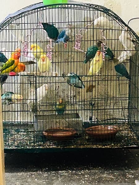 Albino red eye /albino split pair /parblue split ino /lovebirds 1