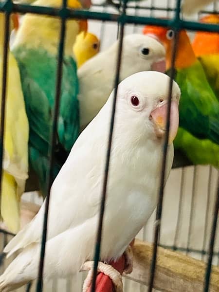 Albino red eye /albino split pair /parblue split ino /lovebirds 2