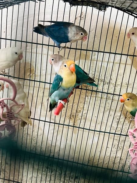 Albino red eye /albino split pair /parblue split ino /lovebirds 3