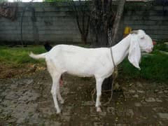 Maa Shah Allah Rajan pur  premium Quality 3 goats for urgent sale