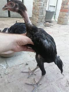 black aseel chicks 0