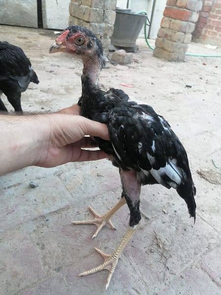 black aseel chicks 1