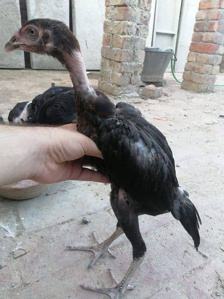 black aseel chicks 2