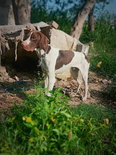 Pointer dog