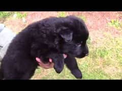 black German shepherd long cot male