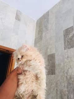 Triple coated Persian kittens for Sale 0