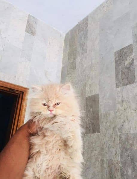 Triple coated Persian kittens for Sale 1