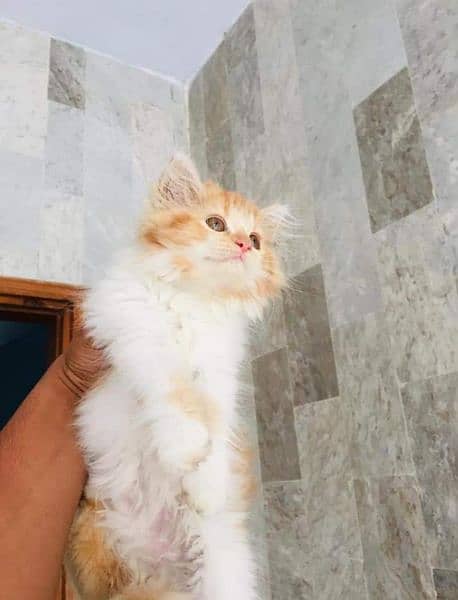 Triple coated Persian kittens for Sale 2