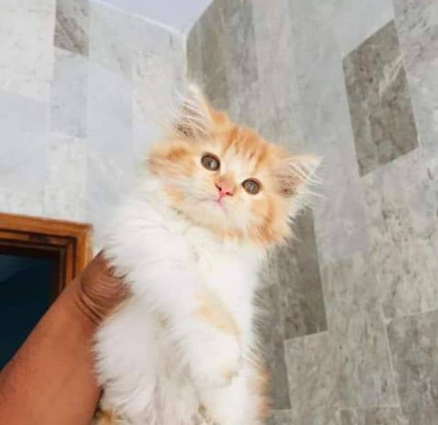 Triple coated Persian kittens for Sale 3