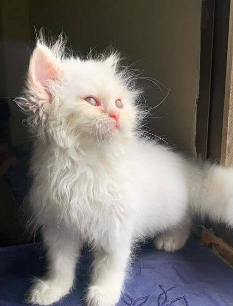 Triple coated Persian kittens for Sale 4