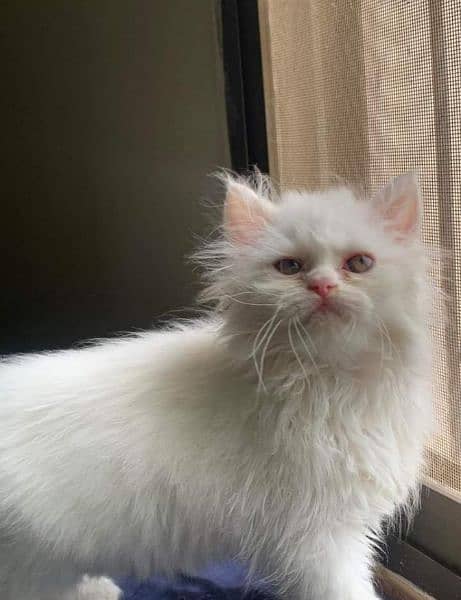 Triple coated Persian kittens for Sale 5