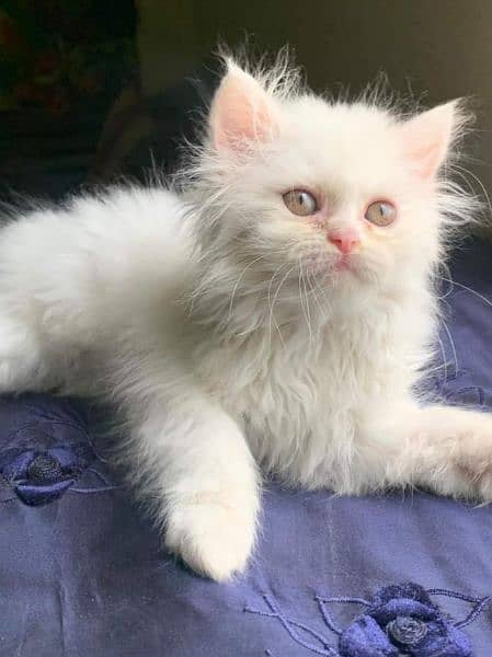 Triple coated Persian kittens for Sale 6