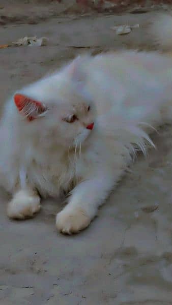 Persian Cat Female/ Triple Cot 1