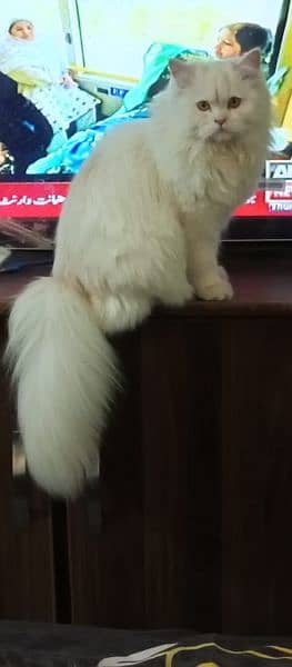 Persian Cat Female/ Triple Cot 2