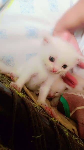 available health and beauty kitten 0